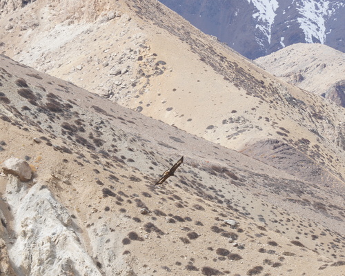 Golden Eagle