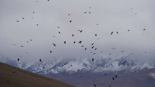 Red-billed Chough