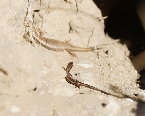 Glacier Skink