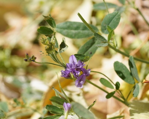 Alfalfa
