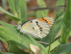 Colotis annae annae