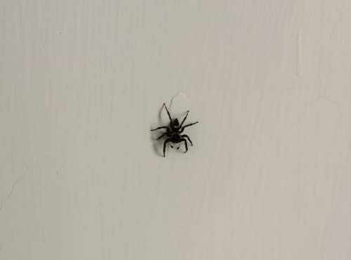 Adanson's House Jumper