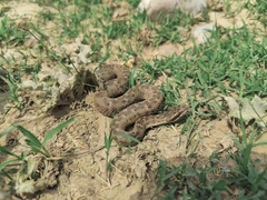 Alashan Pitviper photo 4