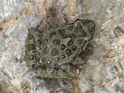 Mediterranean Painted Frog
