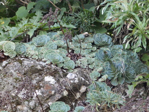 Aeonium aureum