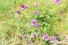 Betonica officinalis