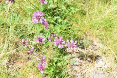 Betonica officinalis
