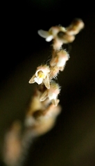 Hooded orchid (Zeuxine affinis)