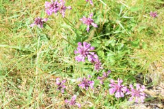 Betonica officinalis