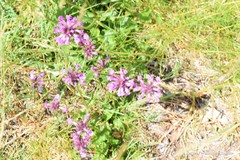 Betonica officinalis