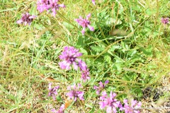 Betonica officinalis