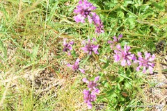 Betonica officinalis