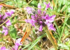 Betonica officinalis