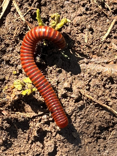 Threecolour Red Millipede