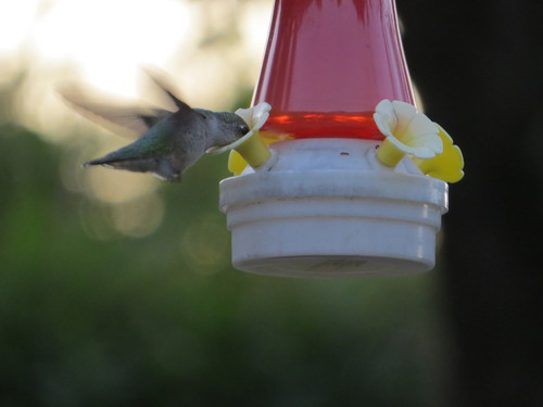 Ruby-throated Hummingbird photographed in South Dakota