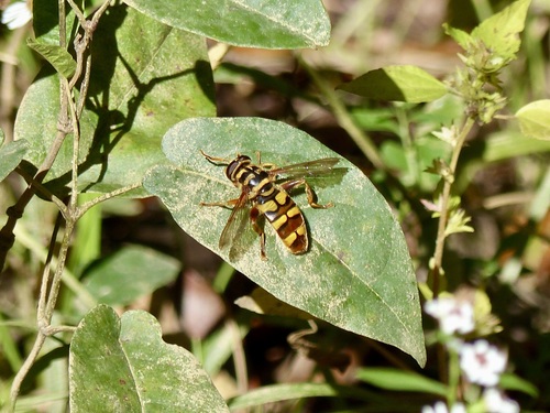 Unknown species found near Richland County, SC, USA