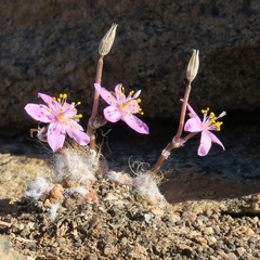 Anacampseros filamentosa