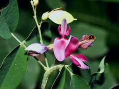 Lespedeza thunbergii, photograph (c) angryphyco, some rights reserved (CC BY)