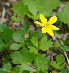 Anemonastrum richardsonii