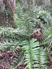 Acrostichum danaeifolium