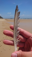 Numenius phaeopus variegatus