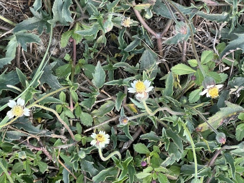 Tridax Daisy