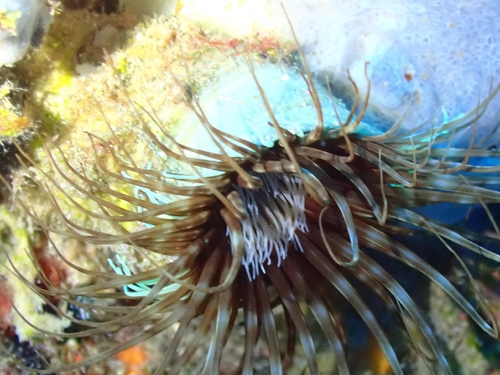 cylinder anemone