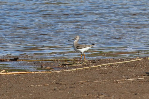 Andarríos del Terek (Xenus cinereus)