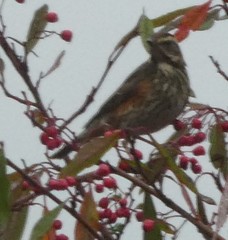 Turdus iliacus