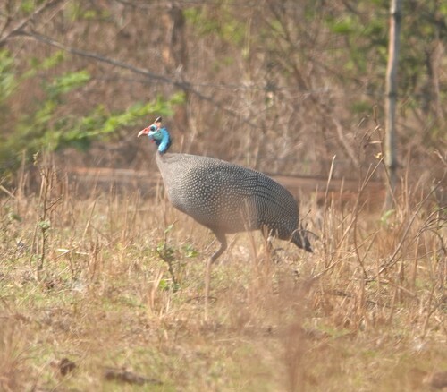 Helmeted Guineafowl