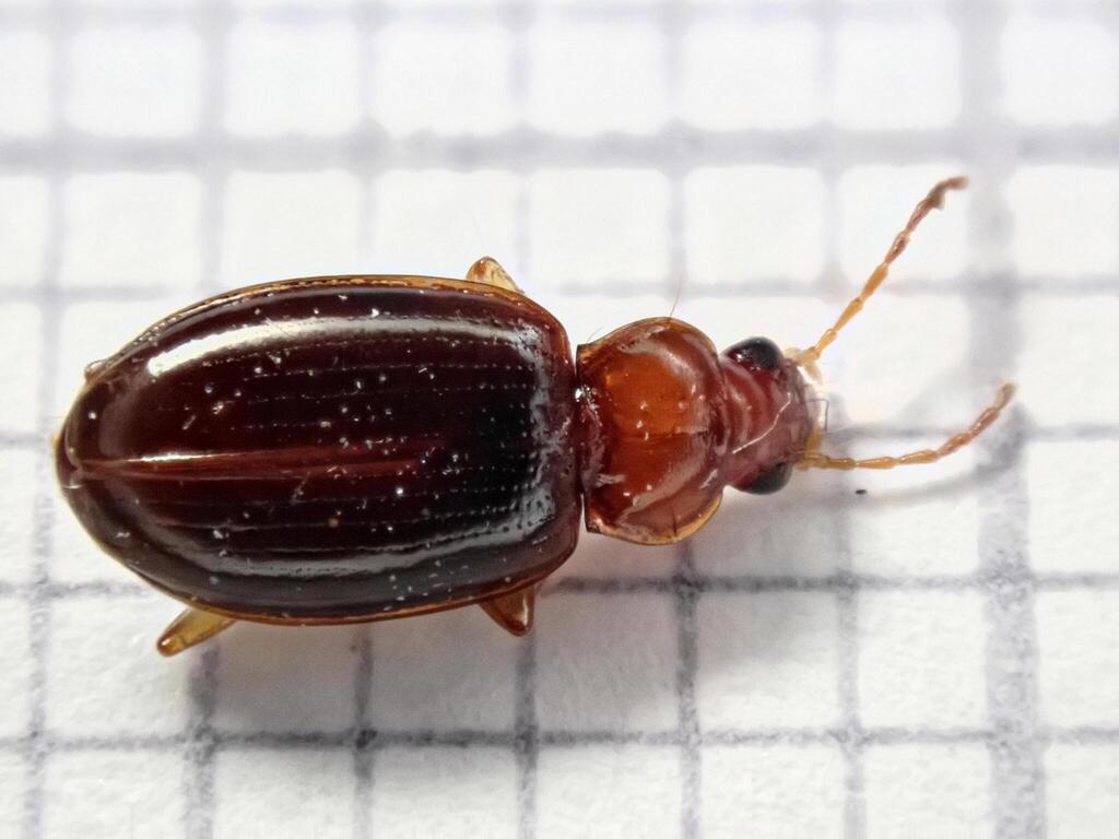 Ocys tachysoides