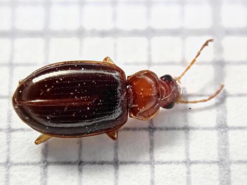 Ocys tachysoides