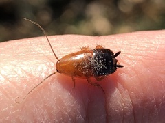 Parcoblatta desertae