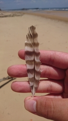 Numenius phaeopus variegatus