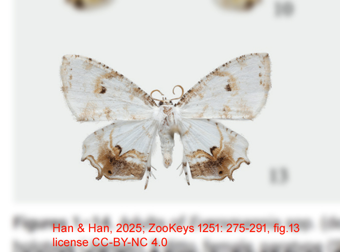 Eversmannia zhangorum