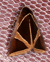 Agamana conjungens