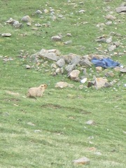 Marmota himalayana