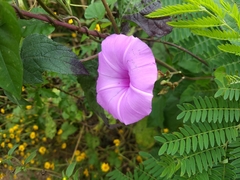 Ipomoea splendor-sylvae