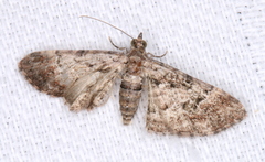 Mnesiloba eupitheciata