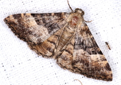 Aporoctena scierodes