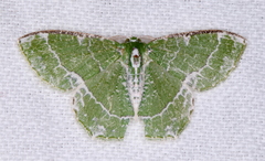 Eucyclodes insperata