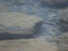 Opsariichthys pachycephalus