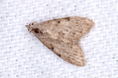 Nola pleurosema