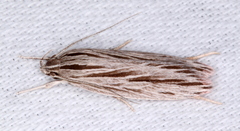 Leistarcha scitissimella