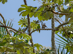 Cecropia polystachya, photograph author not stated, no rights reserved