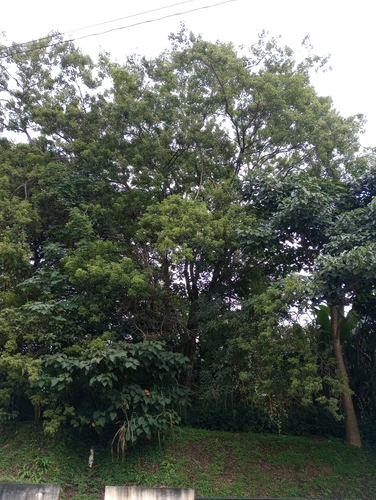 Albizia adinocephala, 2025-11-01