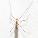 Erioptera septemtrionis - Photo (c) Owen Strickland, some rights reserved (CC BY), uploaded by Owen Strickland