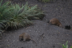 Rattus norvegicus