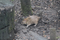 Rattus norvegicus