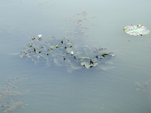 duck-lettuce